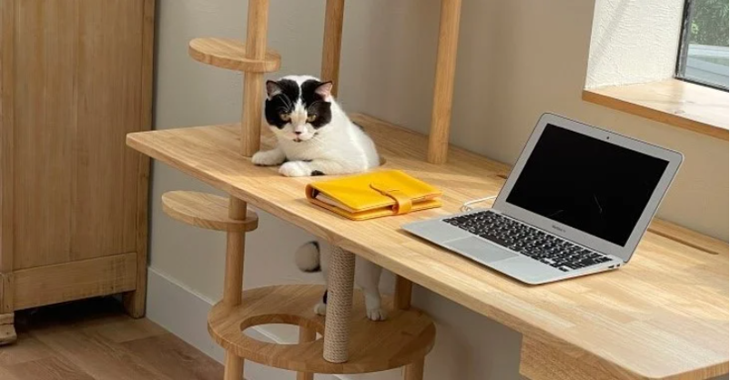 ネコが楽しく遊べる部屋を叶える家具がディノスから登場
